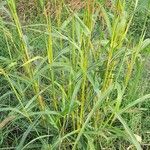 Sorghum halepense Leaf