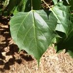 Catalpa fargesii ഇല