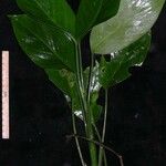 Dieffenbachia concinna Otro