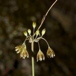 Allium oporinanthum 其他