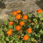 Calendula algeriensis Kukka