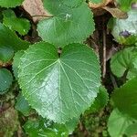 Galax urceolata Leaf