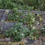 Crambe scaberrima 形態
