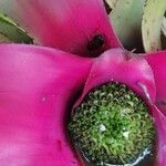 Aechmea mariae-reginae Flors