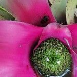 Aechmea mariae-reginae Flor