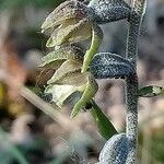 Epipactis microphylla Žiedas