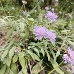 Scabiosa canescens फूल