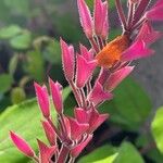 Salvia involucrata Fruto