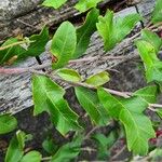 Grevillea macleayana برگ