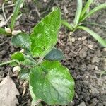 Viola suavis 葉