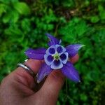 Aquilegia vulgarisFlower