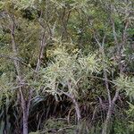 Sophora microphylla Hábito