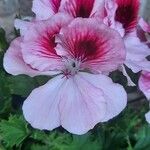 Pelargonium × hybridumFlower