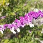 Salvia leucantha 花