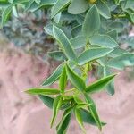 Adenocarpus anagyrifolius Hoja