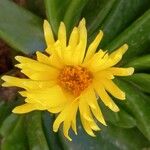 Glottiphyllum longum Çiçek