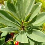 Euphorbia atropurpurea Blatt