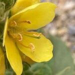 Verbascum thapsus Květ