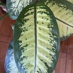 Dieffenbachia seguine Frunză