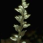 Cephalanthera austiniae Flower