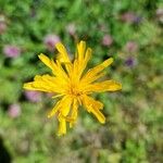 Crepis paludosa Flower