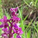 Orchis masculaBlomst