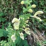 Salvia glutinosa Blomma