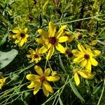 Coreopsis tripteris Квітка