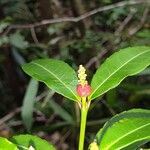 Excoecaria madagascariensis Frucht