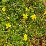 Potentilla erectaFlower