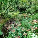 Alstroemeria psittacina Folha