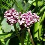 Mutellina purpurea Flower