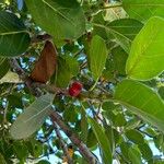 Ficus benghalensis Fruto