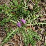 Cirsium acaule Blüte