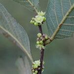 Bridelia cathartica Flor