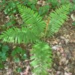 Osmundastrum cinnamomeum Leaf