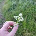 Galium boreale Blüte