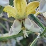 Gomphocarpus integer Flower
