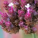 Verbena bonariensis Alia