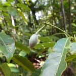 Elaeocarpus castaneifolius Fruto