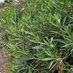Nerium oleander Hoja