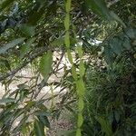 Arthroclianthus angustifolius Habitus