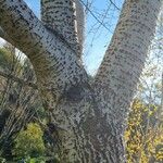 Populus × canescens Кара