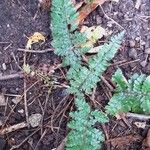 Polystichum polyblepharon Lehti