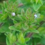 Veronica arvensis Blatt