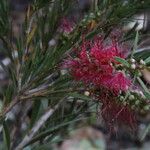 Callistemon linearis Blüte