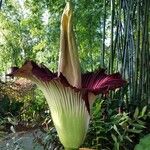 Amorphophallus titanum Blüte