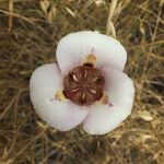 Calochortus venustus ᱵᱟᱦᱟ