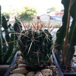 Parodia mammulosa Hoja