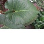 Philodendron giganteum Leaf